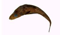 大眼牛尾魚( i Suggrundus meerdervoortii /i )