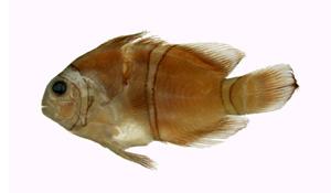 克氏海葵魚( i Amphiprion clarkii /i )