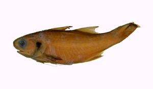 五絲馬鮁魚( i Polydactylus plebeius /i )