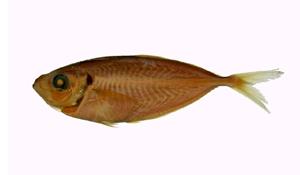 細鰺( i Selaroides leptolepis /i )