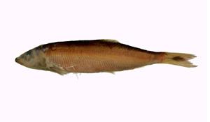 尖杜氏鰮( i Dussumieria elopsoides /i )