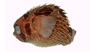 六斑二齒魨( i Diodon holocanthus /i )