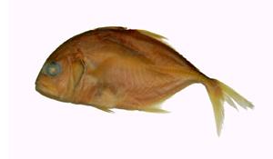 浪人鰺( i Caranx ignobilis /i )