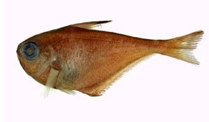 日本單鰭魚( i Pempheris Japonica /i )
