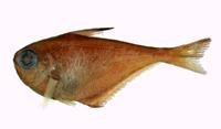 日本單鰭魚( i Pempheris japonica /i )
