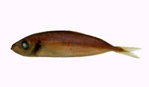 脂眼凹肩鰺( i Selar crumenophthalmus /i )