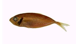 細鰺( i Selaroides leptolepis /i )