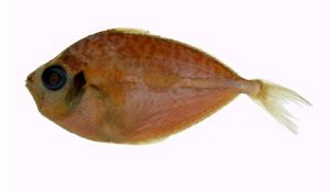 黃斑鰏( i Leiognathus bindus /i )