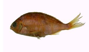 日本鑽嘴魚( i Gerres japonicus /i )