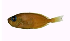 正條鱈( i Hymenocephalus striatissimus /i )