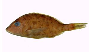 太平洋裸頰鯛( i Lethrinus atkinsoni /i )