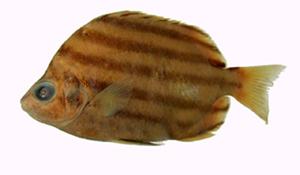 柴魚( i Microcanthus strigatus /i )