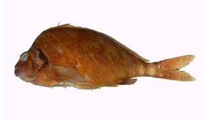 花尾帶?( i Goniistius zonatus /i )