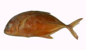 六帶鰺( i Caranx sexfasciatus /i )