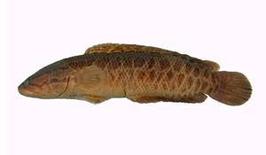 斑鱧( i Channa maculata /i )