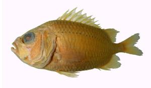 白線金鱗魚( i Ostichthys kaianus /i )