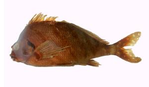 花尾帶?( i Goniistius zonatus /i )