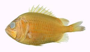 沈氏金鱗魚( i Ostichthys sheni /i )