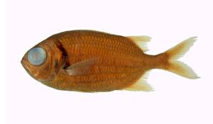 赤松毬( i Myripristis murdjan /i )