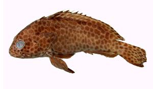 玳瑁石斑魚( i Epinephelus quoyanus /i )