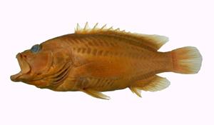 翱翔九棘鱸( i Cephalopholis analis /i )