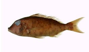 長吻裸頰鯛( i Lethrinus miniatus /i )
