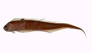 背點棘赤刀魚( i Acanthocepola limbata /i )