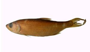 大眼海鰱( i Megalops cyprinoides /i )