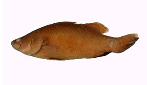 紅眼沙鱸( i Psammoperca waigiensis /i )