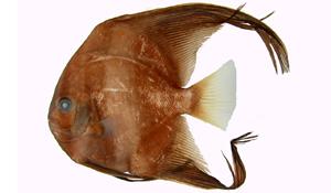 圓眼燕魚( i Platax orbicularis /i )