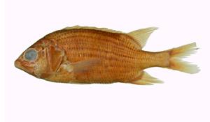 赤鰭棘鱗魚( i Sargocentron tiere /i )