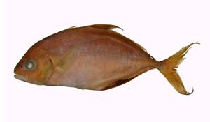 印度平鰺( i Carangoides ferdau /i )