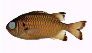 焦松毬( i Myripristis adustus /i )