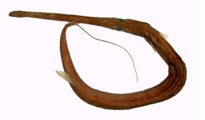 馬鞭魚( i Fistularia petimba /i )