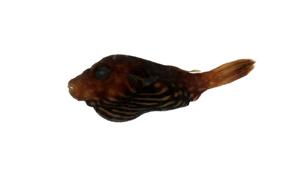 紋腹魨( i Tetraodon hispidus /i )