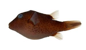 索氏尖鼻魨( i Canthigaster solandri /i )
