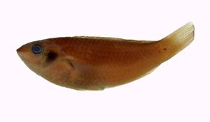 斷紋紫胸魚( i Stethojulis interrupta /i )