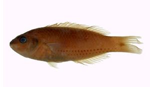 三線紫胸魚( i Stethojulis trilineata /i )