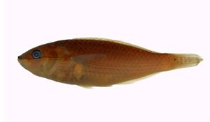 虹紋紫胸魚( i Stethojulis strigiventer /i )