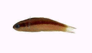 鈍頭錦魚( i Thalassoma amblycephalus /i )
