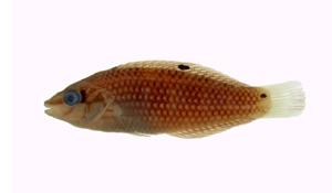 柄斑海豬魚( i Halichoeres leparensis /i )