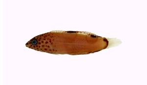 紅喉盔魚( i Coris aygula /i )