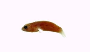 紫錦魚( i Thalassoma purpureum /i )