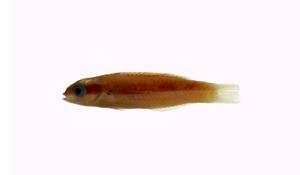 綠錦魚( i Thalassoma cupido /i )