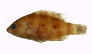 橫帶唇魚( i Cheilinus fasciatus /i )