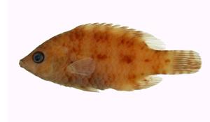 三葉唇魚( i Cheilinus trilobatus /i )