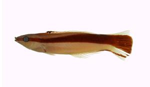 裂唇魚( i Labroides dimidiatus /i )