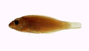 三線紫胸魚( i Stethojulis trilineata /i )