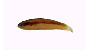 鈍頭錦魚( i Thalassoma amblycephalus /i )