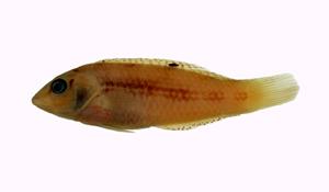 小海豬魚( i Halichoeres miniatus /i )